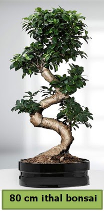 80 cm �zel saks�da bonsai bitkisi  Ankara 14 �ubat �i�ek�i telefonlar� 