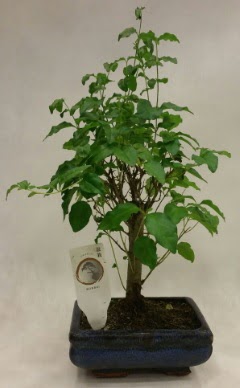 Minyatr bonsai japon aac sat  Ankara 14 ubat ieki telefonlar 