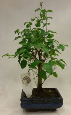 Minyat�r bonsai japon a�ac� sat���  Ankara 14 �ubat �i�ek�i telefonlar� 