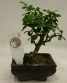 K���k minyat�r bonsai japon a�ac�  Ankara 14 �ubat �i�ek g�nderme 