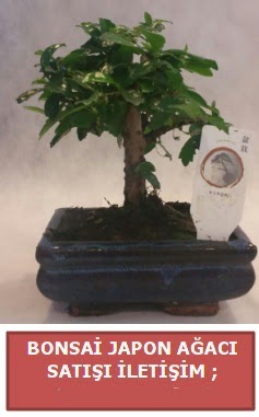 Japon a�ac� minya�r bonsai sat���  Ankara 14 �ubat sevgililer g�n� �i�ek sat��� 