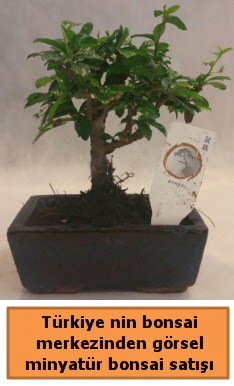 Japon a�ac� bonsai sat��� ithal g�rsel  Ankara 14 �ubat �i�ek yolla �i�ek�i 