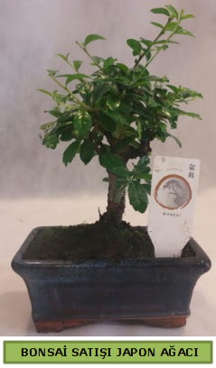Minyat�r bonsai a�ac� sat���  Ankara 14 �ubat �i�ek g�nderme 