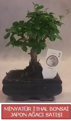 Kk grsel bonsai japon aac bitkisi  Ankara 14 ubat iek , ieki , iekilik 