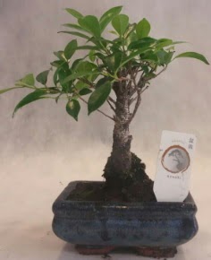 Bonsai a�ac� japon a�a� bitkisi  Ankara 14 �ubat �i�ek yolla �i�ek�i 