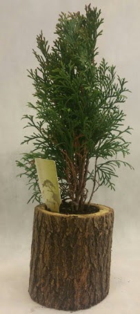 SINIRLI STOK Selvi Bonsai Do�al k�t�kte  Ankara 14 �ubat �nternetten �i�ek sipari�i 