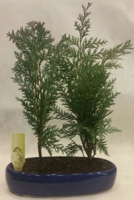SINIRLI SAYIDA Selvi A�ac� bonsai ikili  Ankara 14 �ubat �i�ek�i telefonlar� 