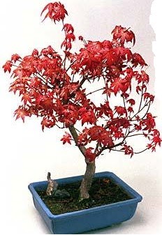Amerikan ak�aa�a� bonsai bitkisi  Ankara 14 �ubat �i�ek yolla �i�ek�i 