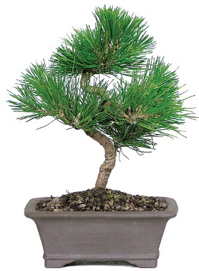 �am a�ac� bonsai japon a�ac� bitkisi  Ankara 14 �ubat �i�ek g�nderme 