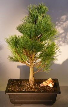 �am a�ac� japon a�ac� bitkisi bonsai  Ankara 14 �ubat �i�ek�i telefonlar� 