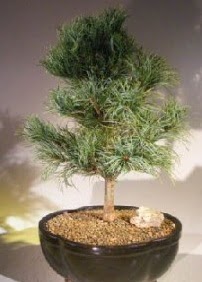 am aac bonsai bitkisi sat  Ankara 14 ubat ucuz iek gnder 