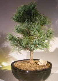 �am a�ac� bonsai bitkisi sat���  Ankara 14 �ubat ucuz �i�ek g�nder 
