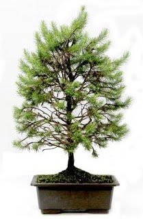 *** STOKTA YOK - am aac bonsai bitkisi sat  Ankara 14 ubat cicekciler , cicek siparisi 