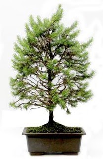 *** STOKTA YOK - �am a�ac� bonsai bitkisi sat���  Ankara 14 �ubat cicekciler , cicek siparisi 