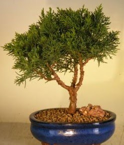 Servi �am bonsai japon a�ac� bitkisi  Ankara 14 �ubat �i�ek yolla �i�ek�i 