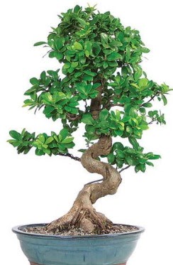 Yakla��k 70 cm y�ksekli�inde ithal bonsai  Ankara 14 �ubat �i�ek�i telefonlar� 
