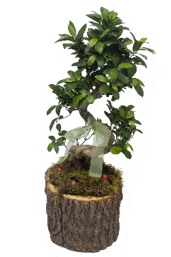 Doal ktkte bonsai saks bitkisi  Ankara 14 ubat nternetten iek siparii 