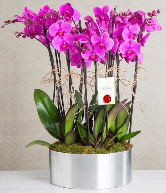 11 dall� mor orkide metal vazoda  Ankara 14 �ubat �i�ek g�nderme sitemiz g�venlidir 