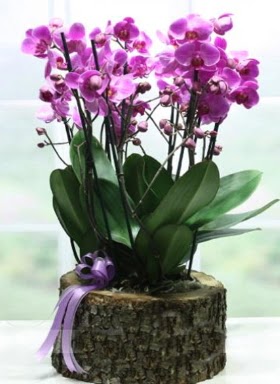 Ktk ierisinde 6 dall mor orkide  Ankara 14 ubat ucuz iek gnder 