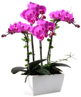 Seramik vazo ierisinde 4 dall mor orkide  Ankara 14 ubat sevgililer gn iek sat 