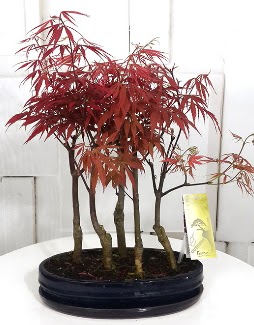 5 adet japon ak�aa�a� bonsai �i�e�i  Ankara 14 �ubat sevgililer g�n� �i�ek sat��� 