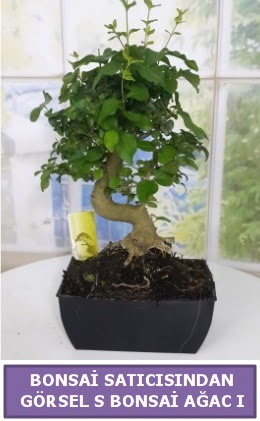 S dal e�rili�i bonsai japon a�ac�  Ankara 14 �ubat sevgililer g�n� �i�ek sat��� 