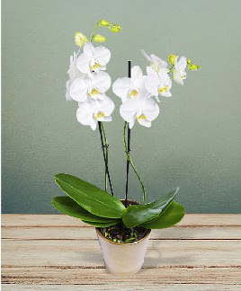 ift dall beyaz orkide sper kalite  Ankara 14 ubat iek gnderme 
