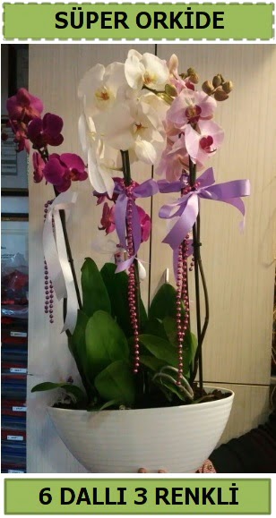 6 dall 3 renk zel vazoda orkide iei  Ankara 14 ubat sevgililer gn iek sat 