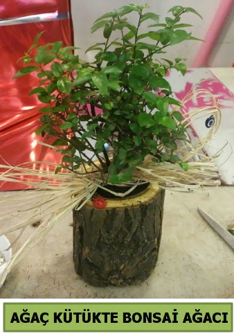Do�al a�a� k�t�k i�erisinde bonsai a�ac�  Ankara 14 �ubat �i�ek g�nderme sitemiz g�venlidir 