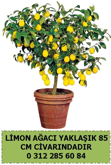 Limon a�ac� bitkisi  Ankara 14 �ubat sevgililer g�n� �i�ek sat��� 
