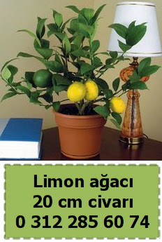 Limon a�ac� bitkisi  Ankara 14 �ubat �i�ek�i telefonlar� 