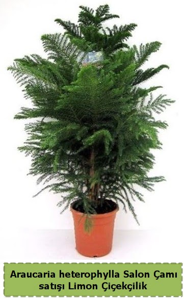 Salon �am� Sat��� Araucaria heterophylla  Ankara 14 �ubat sevgililer g�n� �i�ek sat��� 