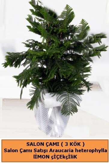 Araucaria heterophylla Salon �am�  Ankara 14 �ubat sevgilime hediye �i�ek yolla 