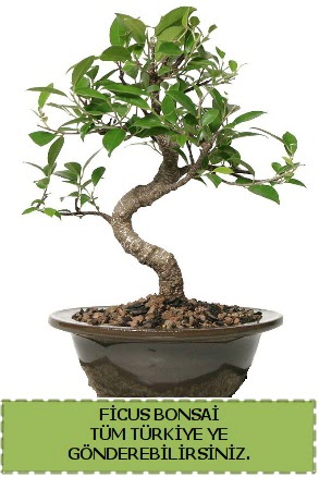 Ficus bonsai  Ankara 14 �ubat �i�ek g�nderme sitemiz g�venlidir 