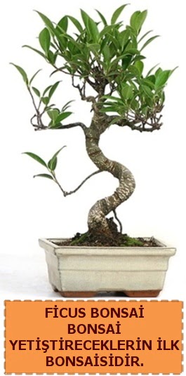 Ficus bonsai 15 ile 25 cm aras�ndad�r  Ankara 14 �ubat �i�ek yolla �i�ek�i 