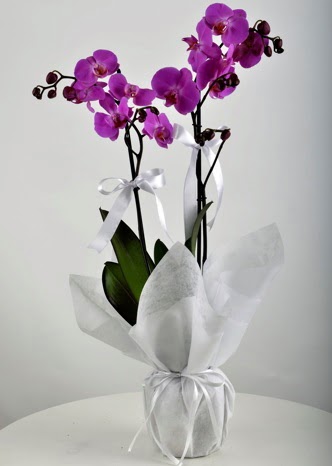 ift dall saksda mor orkide iei  Ankara 14 ubat iek siparii vermek 
