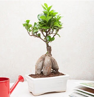 Exotic Ficus Bonsai ginseng  Ankara 14 ubat iek servisi , ieki adresleri 