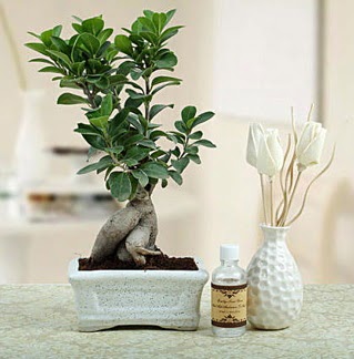 Ginseng ficus bonsai  Ankara 14 �ubat �i�ek�iler 