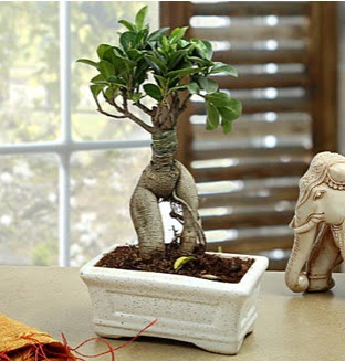 Marvellous Bonsai ginseng  Ankara 14 �ubat �i�ek sipari�i sitesi 