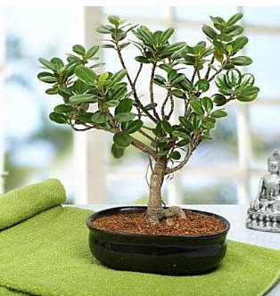 Lovely Ficus Iceland Bonsai  Ankara 14 �ubat anneler g�n� �i�ek yolla 