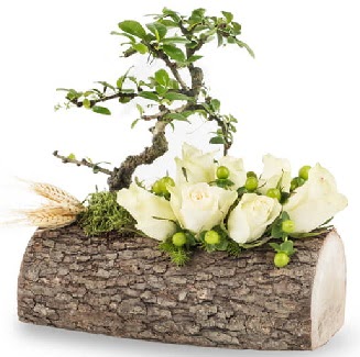 Do�al k�t�kte bonsai a�ac� ve 7 beyaz g�l  Ankara 14 �ubat �i�ek g�nderme sitemiz g�venlidir 
