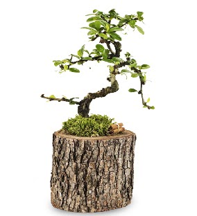 Do�al k�t�kte S bonsai a�ac�  Ankara 14 �ubat sevgililer g�n� �i�ek sat��� 