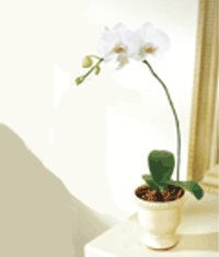  Ankara 14 ubat iek gnderme  Saksida kaliteli bir orkide