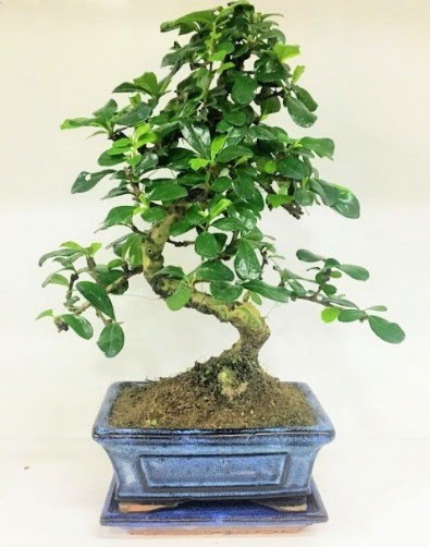 S Bonsai japon a�ac� bitkisi  Ankara 14 �ubat uluslararas� �i�ek g�nderme 