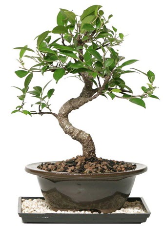 Altn kalite Ficus S bonsai  Ankara 14 ubat ieki telefonlar  Sper Kalite