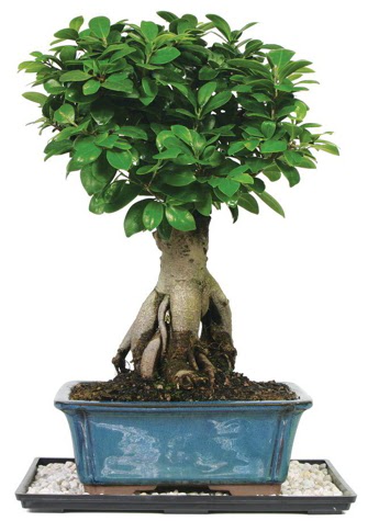 Bonsai Ginsing Grafted Ficus Bonsai  Ankara 14 �ubat �i�ek yolla �i�ek�i 