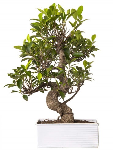 Exotic Green S G�vde 6 Year Ficus Bonsai  Ankara 14 �ubat �i�ek g�nderme sitemiz g�venlidir 