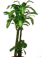  Ankara 14 �ubat �i�ek yolla , �i�ek g�nder , �i�ek�i   Dracaena massengena