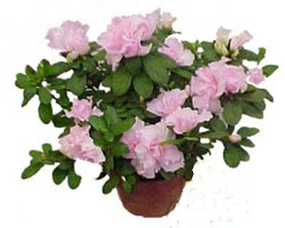  Ankara 14 �ubat �i�ek servisi , �i�ek�i adresleri  Rhodendron latince A�elya 