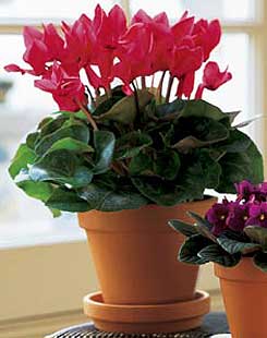  Ankara 14 �ubat cicekciler , cicek siparisi  Cyclamen 